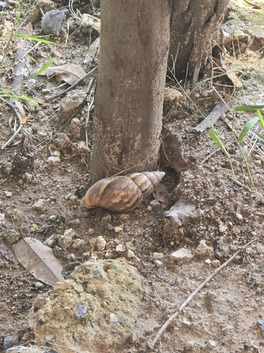Achatina fulica observed 2026-10-27