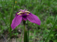 Tigridia augusta