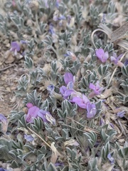 Astragalus sericoleucus