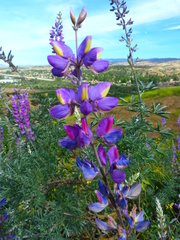 Lupinus albifrons