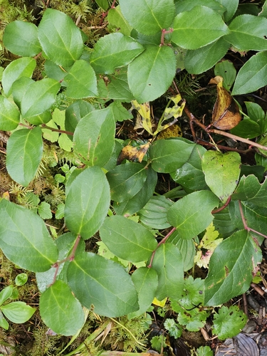 Gaultheria shallon observed 2026-10-26