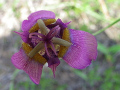 Tigridia augusta