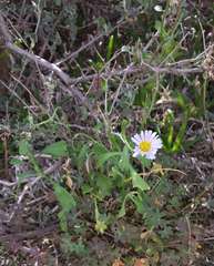 Brachyscome melanocarpa