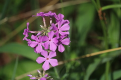 Phlox pilosa