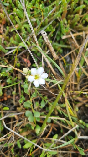 Samolus repens observed 2026-10-27