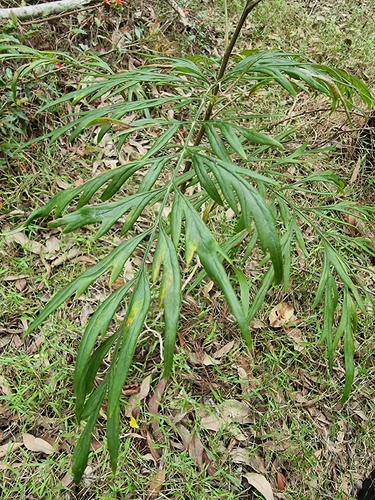 Grevillea observed 2026-10-27