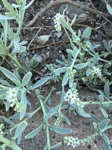 Heliotropium curassavicum observed 2026-10-26