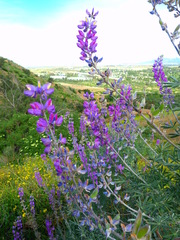 Lupinus albifrons