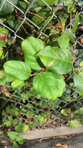 Gaultheria shallon observed 2026-10-26
