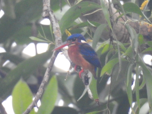 Alcedo meninting observed 2026-10-27