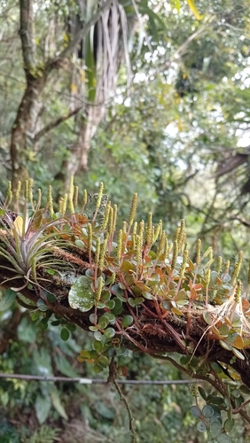 Peperomia observed 2026-10-26
