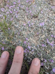 Astragalus sericoleucus