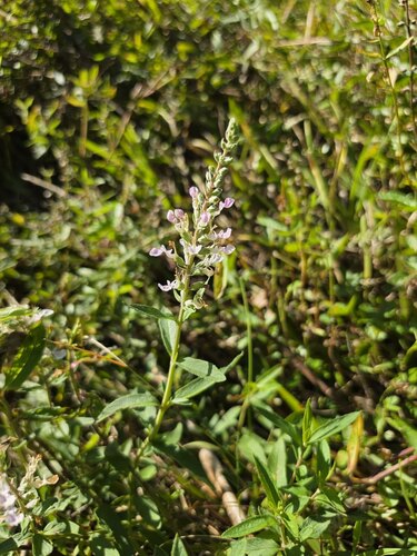 Teucrium canadense, 2026-10-22