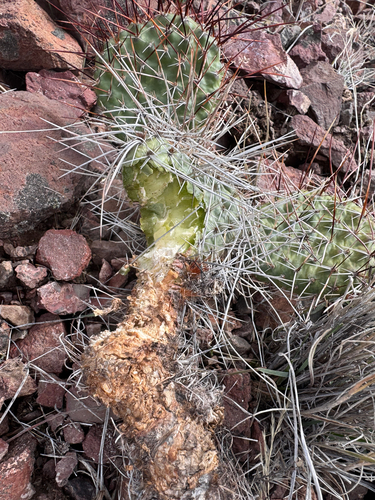 Opuntia polyacantha observed 2026-10-26