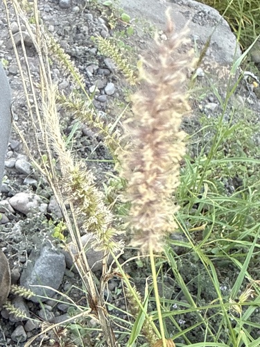 Cenchrus ciliaris observed 2026-10-26