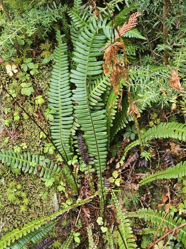 Struthiopteris spicant, 2026-10-26