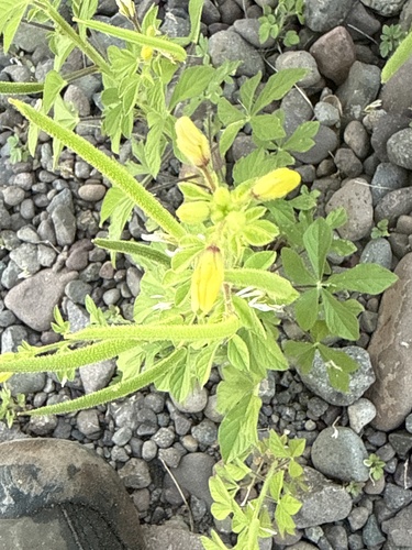 Arivela viscosa observed 2026-10-26