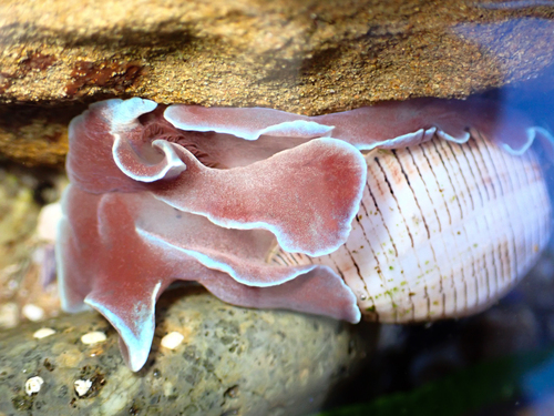 Hydatina physis observed 2026-10-25