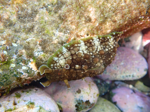 Dolabrifera dolabrifera observed 2026-10-25