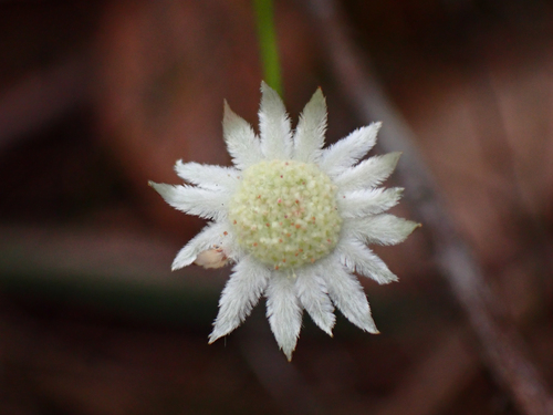Actinotus observed 2026-10-27