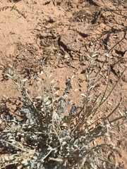 Astragalus mohavensis