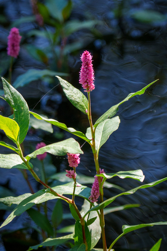 Persicaria amphibia, 2026-10-24