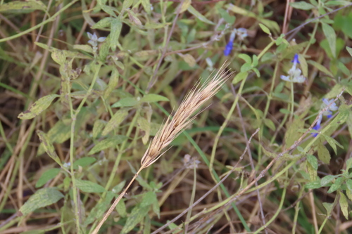 Elymus virginicus, 2026-10-26