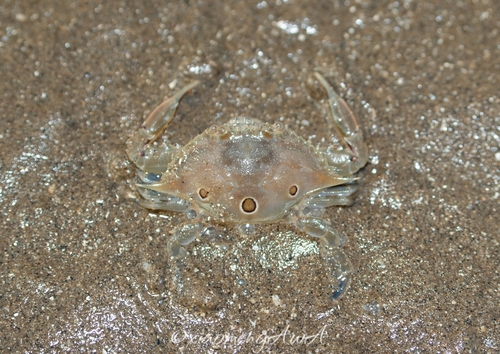 Portunus sanguinolentus observed 2026-10-27
