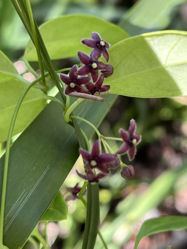 Hoya observed 2026-10-27