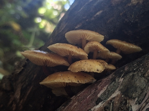 Flammulina velutipes observed 2026-10-27