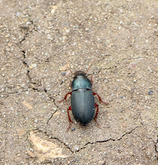Harpalus affinis