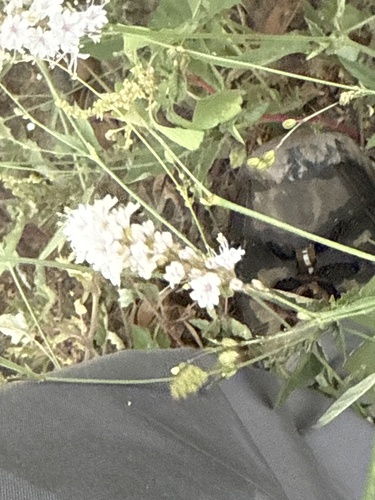 Boerhavia observed 2026-10-26
