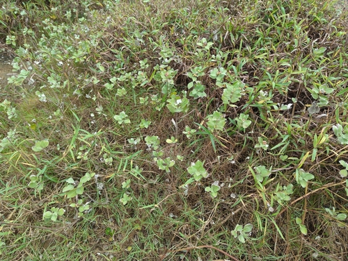 Vitex trifolia observed 2026-10-27