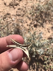 Astragalus mohavensis