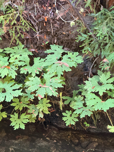 Petasites frigidus observed 2026-10-24