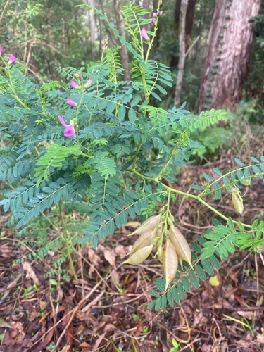 Swainsona galegifolia observed 2026-10-27