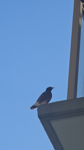 Acridotheres tristis observed 2026-10-26