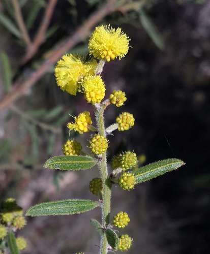 Image of Acacia aspera by (c) Russell Best, some rights reserved (CC BY)