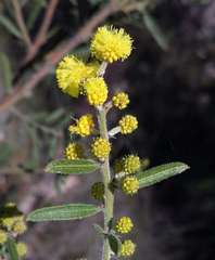 Acacia aspera aspera