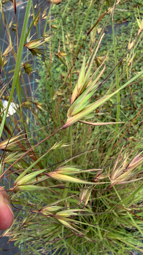 Themeda triandra observed 2026-10-27
