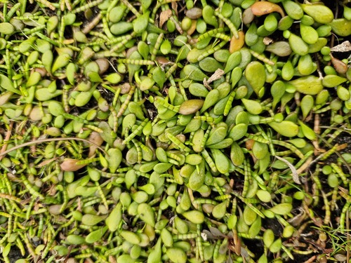 Goodenia radicans observed 2026-10-21