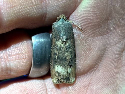 Agrotis ipsilon observed 2026-10-26