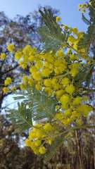 Acacia dealbata dealbata