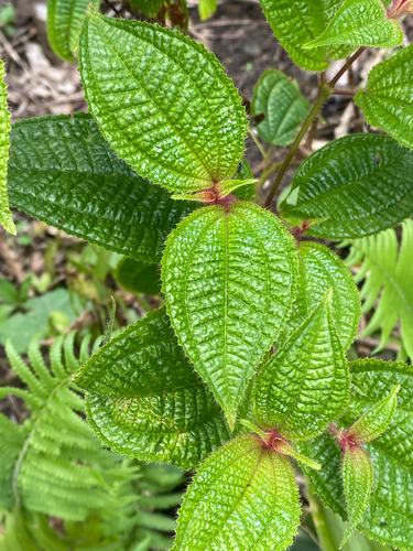 Miconia crenata observed 2026-10-26