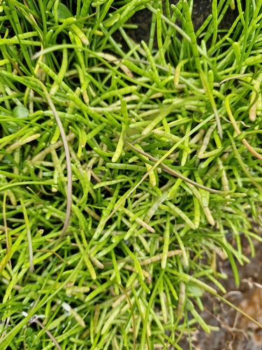 Lilaeopsis novae-zelandiae, 2026-10-21