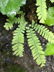 Adiantum aleuticum aleuticum