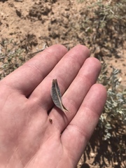 Astragalus mohavensis