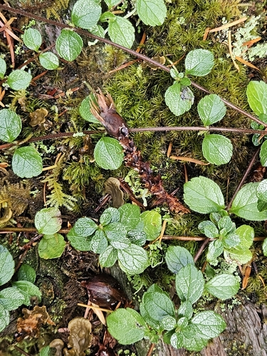 Linnaea borealis observed 2026-10-26