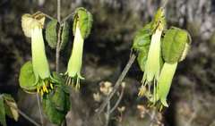 Correa reflexa reflexa