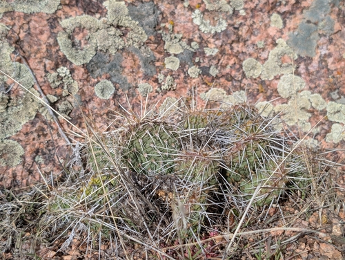 Opuntia polyacantha observed 2026-10-26